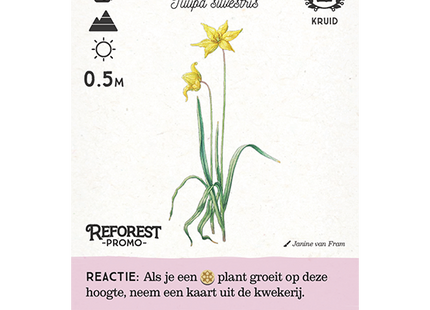 Reforest: Primeval Forest (incl. promo) - Card Game (NL) [PRE ORDER] 
