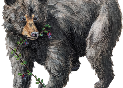 Reforest - Kaartspel (NL) [PRE ORDER]